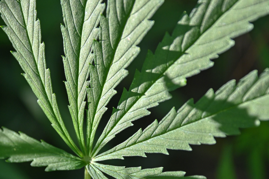 Differences-chanvre-cannabis