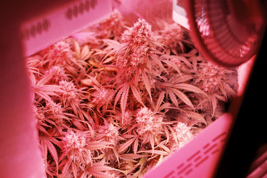 cannabis-illegal