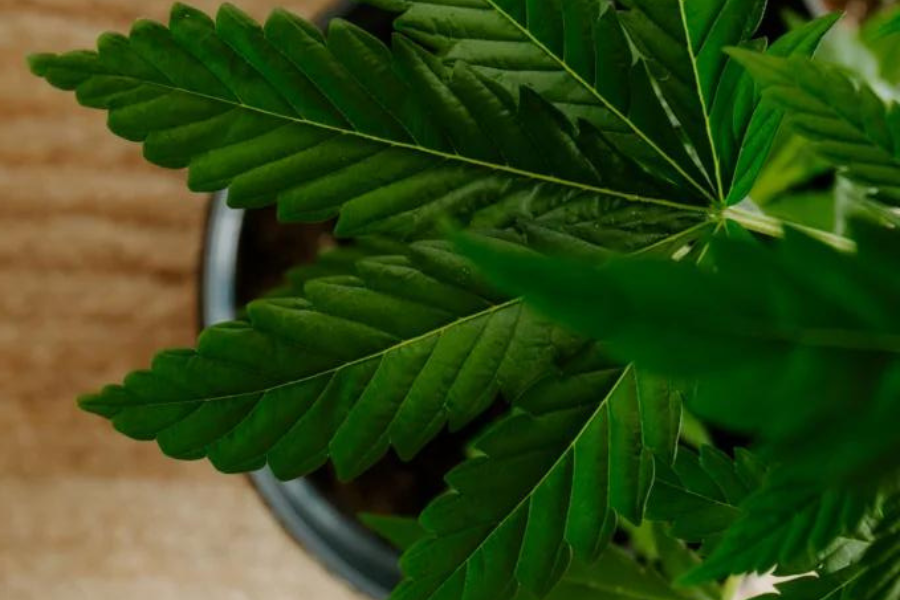legaliser-cannabis