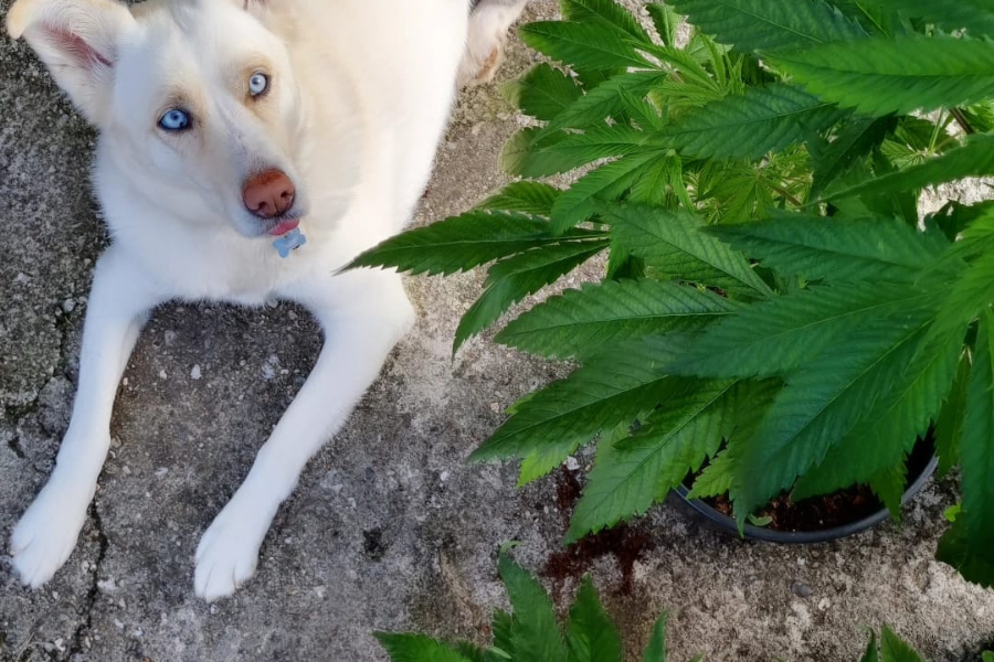 CBD - animaux 
