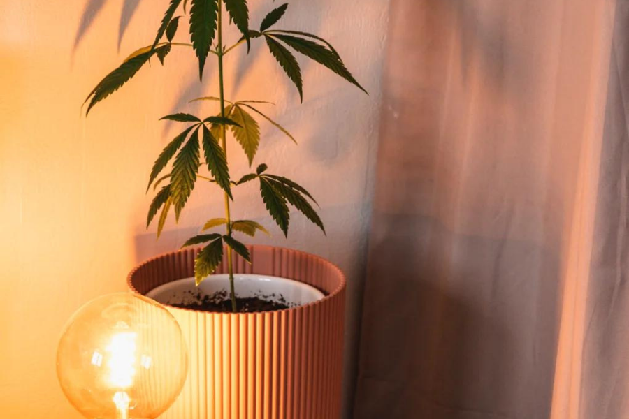 CBD sommeil